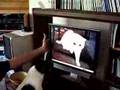 Angry Cat and Dog