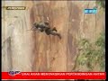Click here to watch this video Malaysian Maritime Enforcement Agency Newly Graduated Commando Squad-RTM1 Berita Nasional 8 Malam
