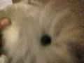 videos de Avoiding Screamers