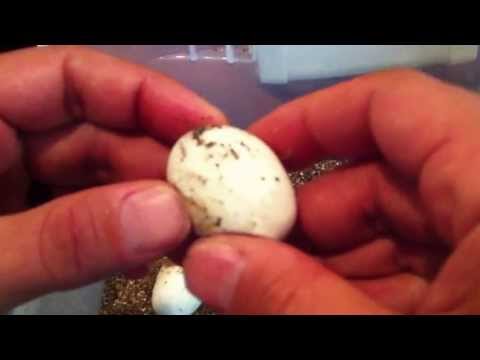 YouTube reptile video