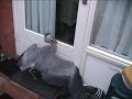 CATCHTING A Grey Heron OF REIGER CATCHTING A Grey Heron OF REIGER
