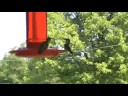 two Hummingbirds at feeder together