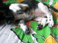 Cocker Spaniel Puppy
