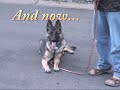 kevin salem -- dogsecrets.com provides 
