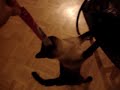 siamkatze ratzi flippt aus !!
