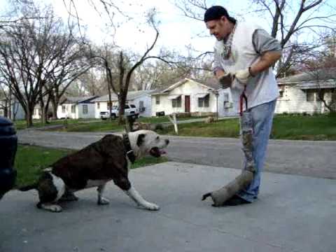 how to train an american bulldog