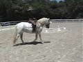working on contact collection dressage seat aids at trot Andalusian
