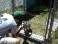 White Wolf Sanctuary Puppy Edition: Save the Wolves! White Wolf Sanctuary Puppy Edition: Save the Wolves!