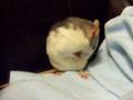 The Adventures Of Naboo and Bollo #2 - Fancy Rats