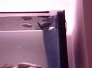 Copadichromis chrysonotus - ponte
