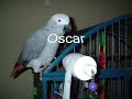 Tribute to My Pets  -( Cute Animals )