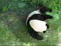 Panda Tum...