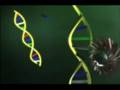 Free Radicals Explained