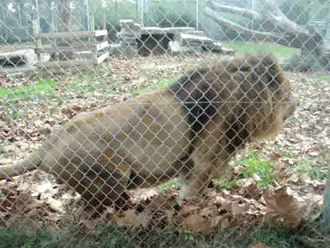 lion growl