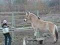 Snowy's Galileo Fjord Gelding for sale