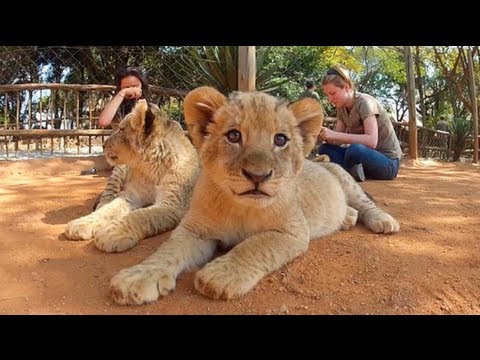 Cutest Lion Attack Ever