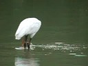 Spatola - Spoonbill - Platalea leucorodia Spatola - Spoonbill - Platalea leucorodia