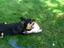 Tessa vs Elvis