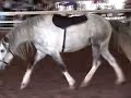 Curly Horse Stallion - Equine Review 04
