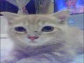 Energizer kitten
