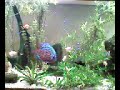 aquário nano plantado de 60 litrossetup;50x30x40filtro azoo mingnon filter 360l/htermostato master 50wiluminação; lampada modular 15w luz do diaflora;cabomba carolinianaamazonensesagitáriavalisnéria glossostigmafauna;14 neons cardinais04 tetras lápis02 acarás bandeiras02 tetras elachys 