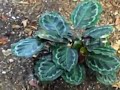 TEST CASIO EX Z77 Digital Camera Vidoe option