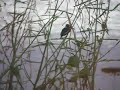 Common Kingfisher