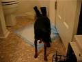 My Shelby is a Sick Miniature Pinscher III.AVI
