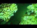 Tauchvideo - Umm Gammar