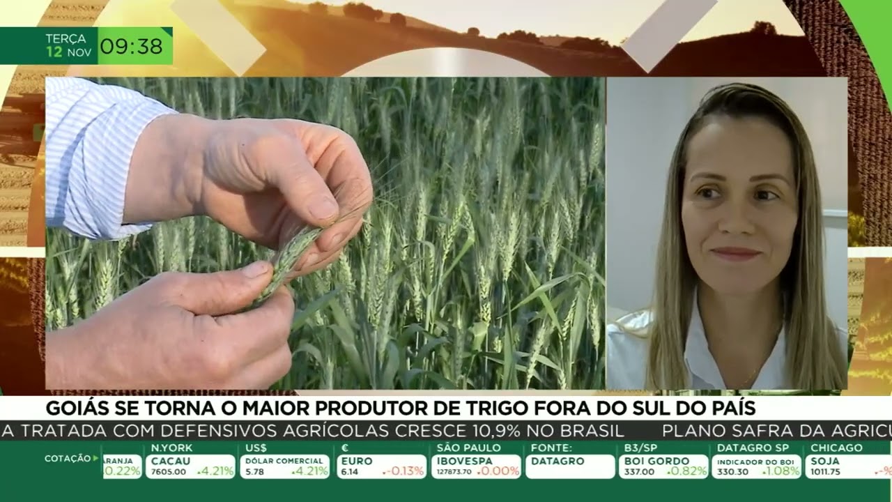 Goiás se torna o maior produtor de trigo fora do sul do país