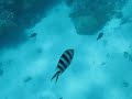 Diving in Carins