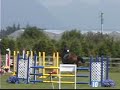 Bay Holsteiner Gelding for Sale