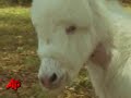 a baby donkey is now a orphan after a 17-year-old shot the mother donkey. the baby donkey, jb was just hours old when investigators say his mother was shot and killed. (may 6)