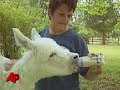a baby donkey is now a orphan after a 17-year-old shot the mother donkey. the baby donkey, jb was just hours old when investigators say his mother was shot and killed. (may 6)