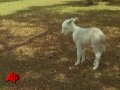 Baby Donkey Orphaned After Mother Shot