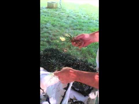 how to transplant mondo grass