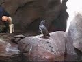 a collection of clips of the penquins at the georgia aquarium that i took 4/2/06