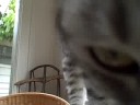 Egyptian Mau \"Christmas\" Egyptian Mau \"Christmas\"