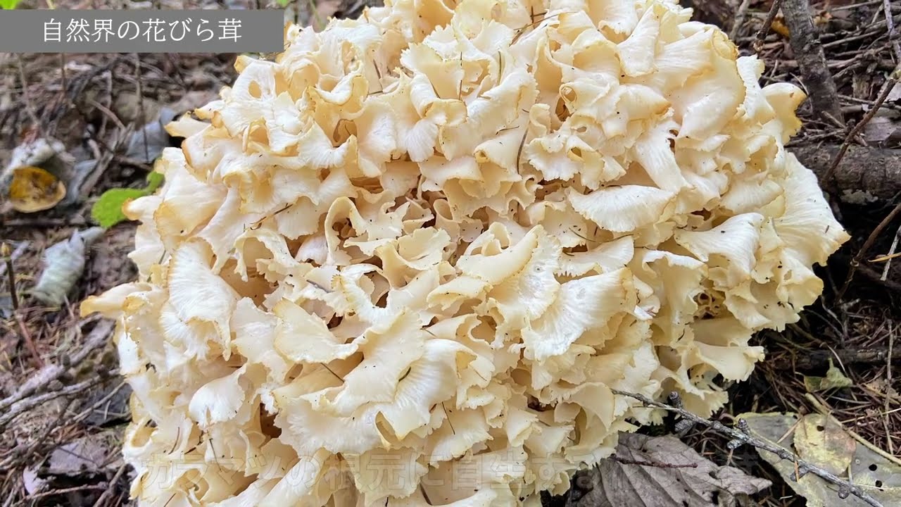 話題のきのこハナビラタケ