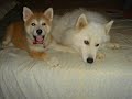 Happy Birthday AKI ( Akita Inu )