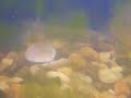 brindled madtom eating