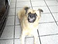 The most crazy dog 5
