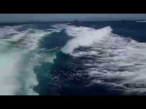 Orcas persiguen un bote a motor