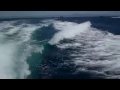 Orcas persiguen un bote a motor