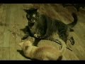 Fat Cat Vs. Little Kitty Fat Cat Vs. Little Kitty