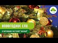 Живые Новогодние Ели