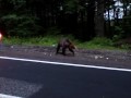 The Bear ursul