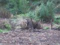 Early morning Roo in the Otways 1