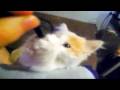 kittenz kittenz