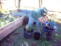 container gardening-rosemary container gardening-rosemary
